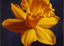 Margaret Morrison - Daffodil - 2014