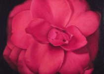 Margaret Morrison - Red Camellia - 2014