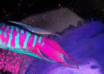 Val Kilmer - Paradise Fish #2 - 2017